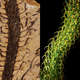 Illustration for article titled An Incredibly Life-Like Reconstruction Of A 400 Million-Year-Old Plant